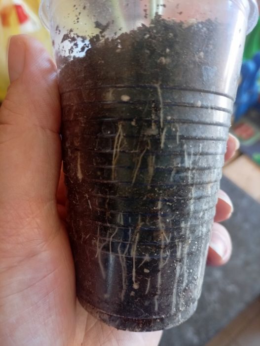 Продам цветы и перчик