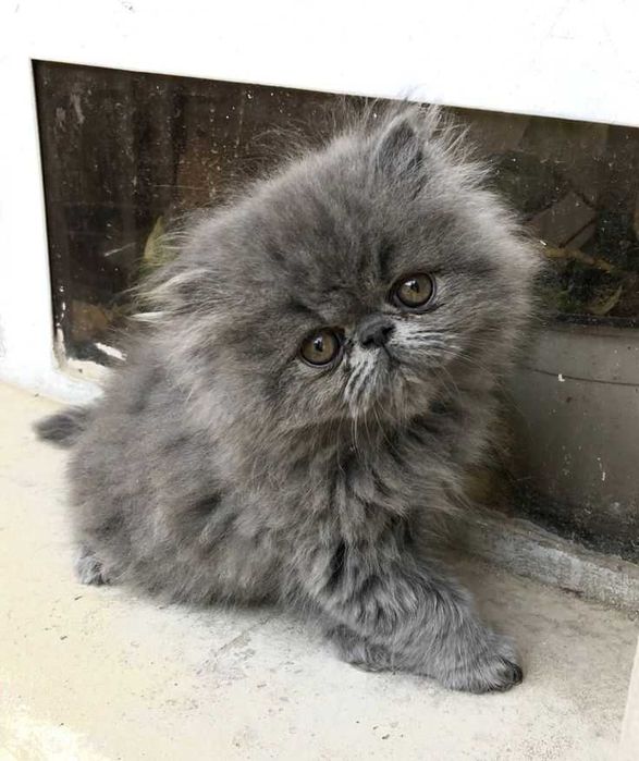 Персийски котета