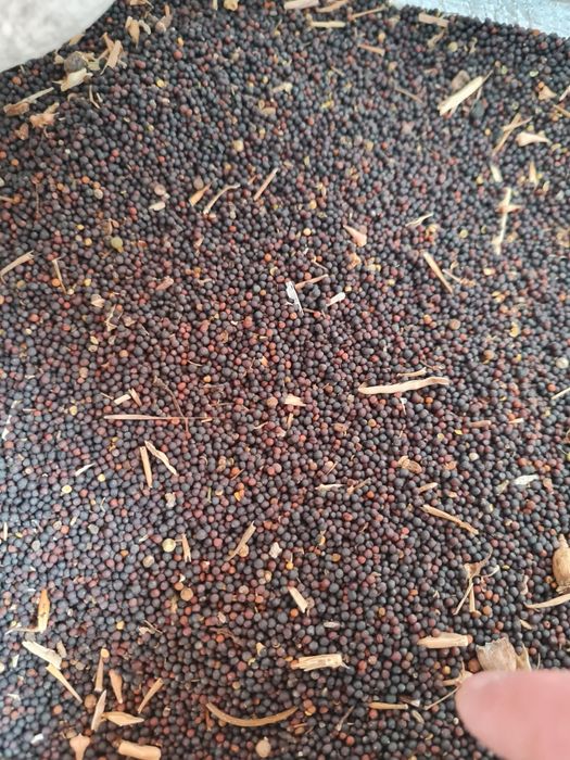 Semințe de rapiță