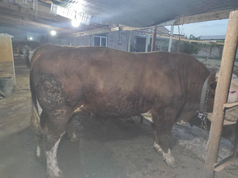 Qurbonlik ucun mol qoylarimiza bor xalol pokiza aqiqa exsonlaga xam bo