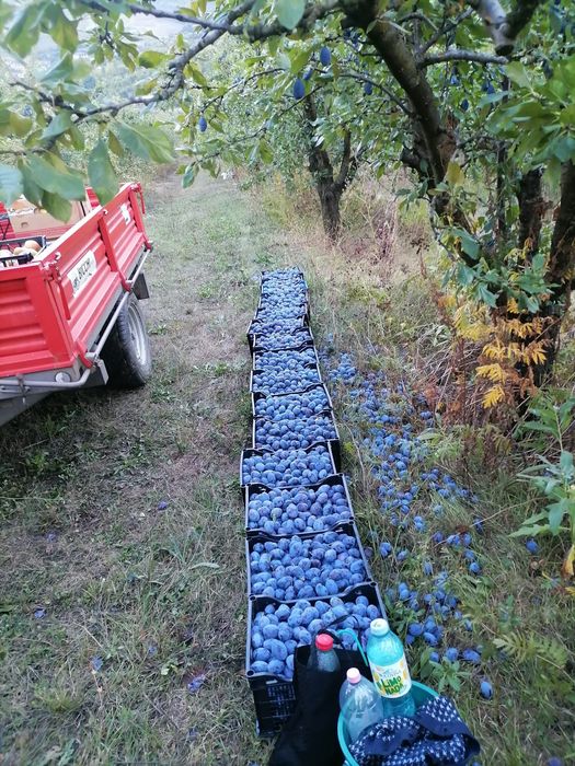 Prune de tuica din soiul Stanley