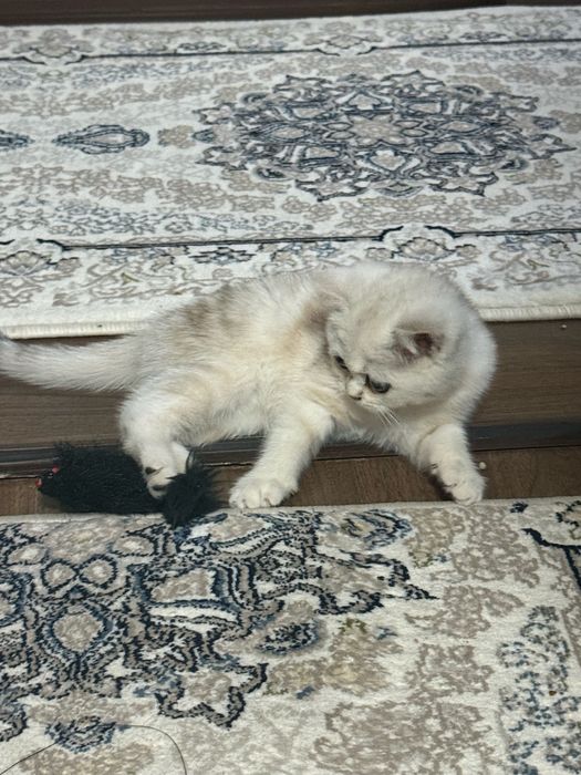 Shinshila 2 oyli qiz toza paroda