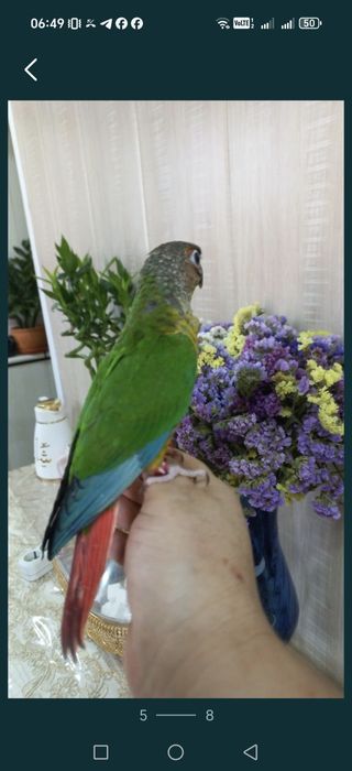 Продаются ручные попугаи Пирруры.