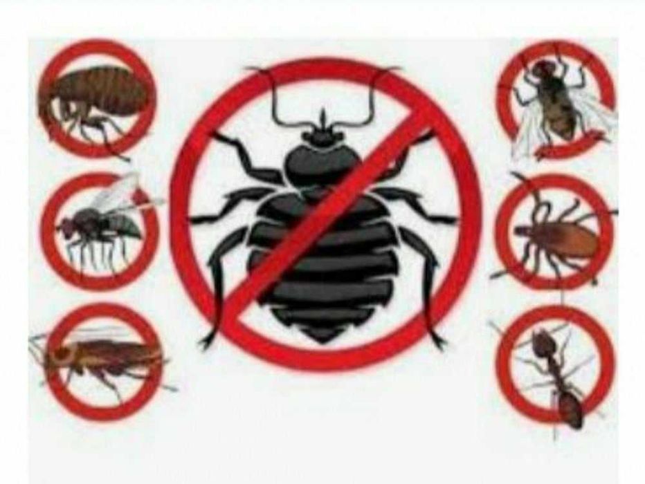 Dezinfeksiya Dizinfeksiya дезинфекция клопов клопы klapa klopa - Уборка ...
