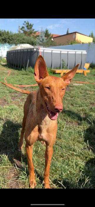 Фараонова собака