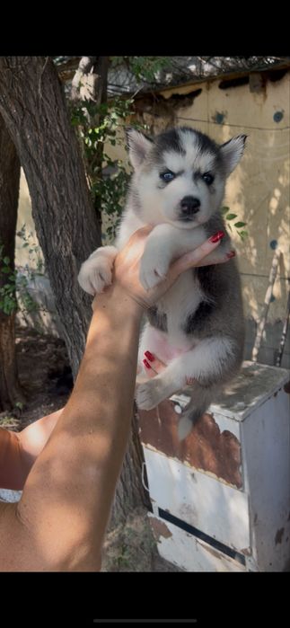 Красавица хаски  полтора месяца