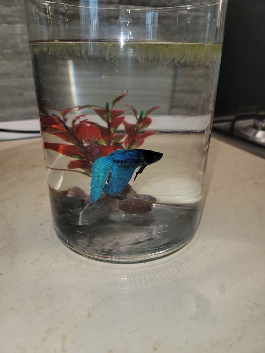 Betta Splendens Veiltail XL – Turquoise Blue