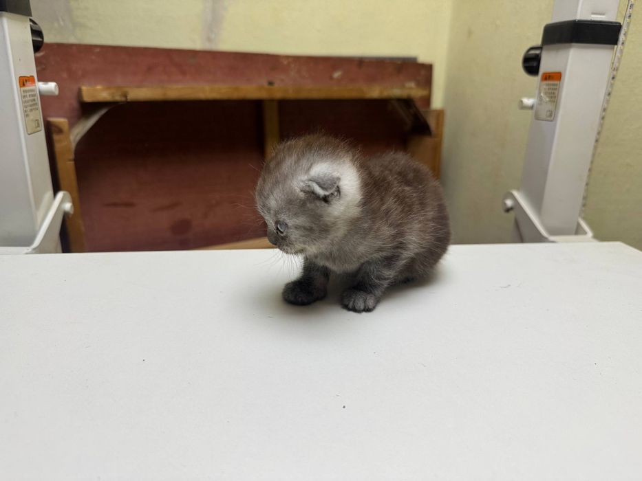 Продам котят Скоттиш Страйт