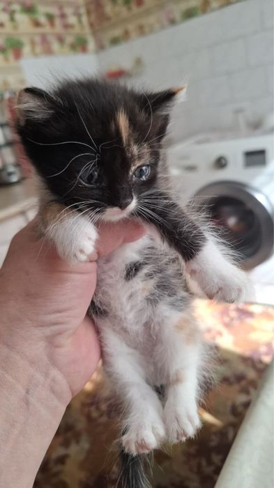 Отдам котят в хорошие руки!