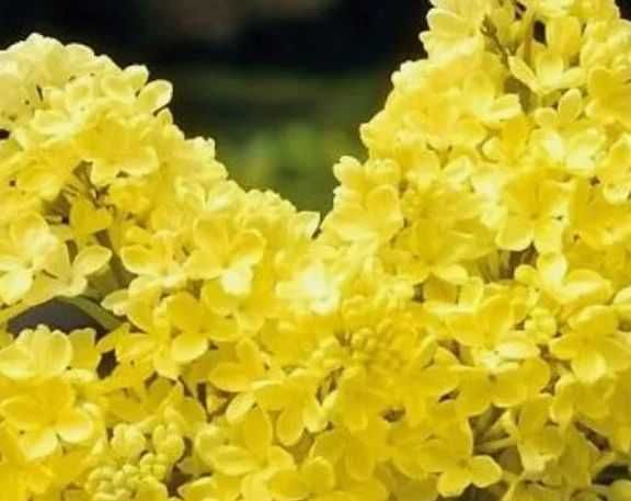 Liliac parfumat rosu,roz,galben-50 gratis+25 gratis