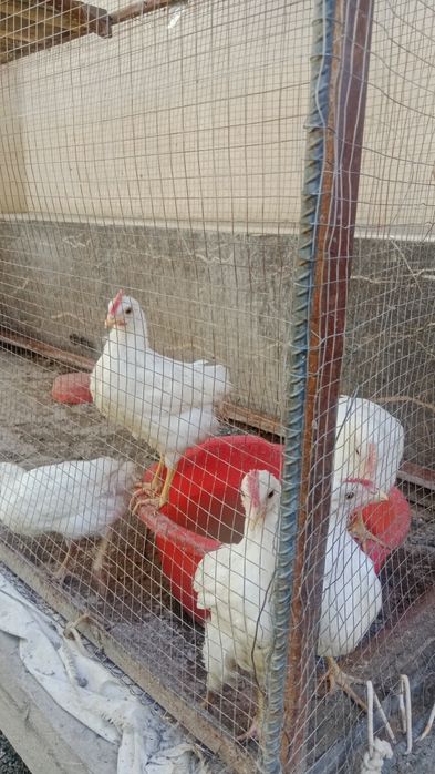 Продам только с клеткой 2 утки 5 цепляет 2 месяца