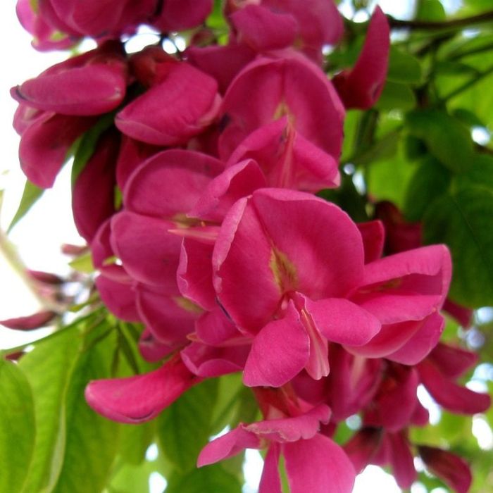 Salcâm Galben Vossi