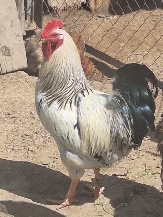 Әтеш Петух           .