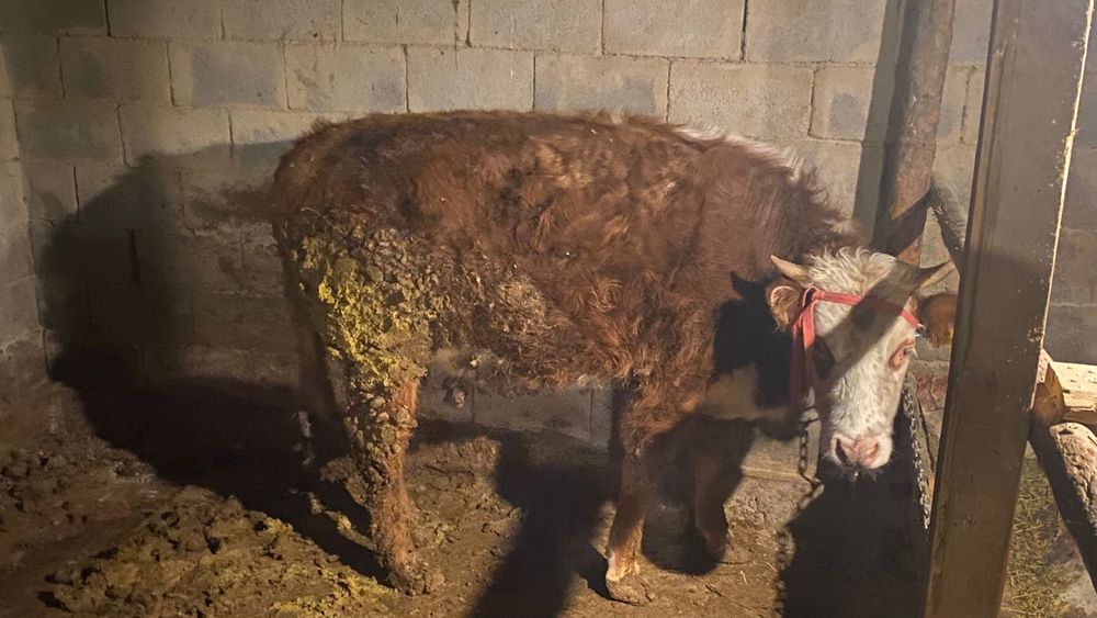 Сиырлар 2,5жасар