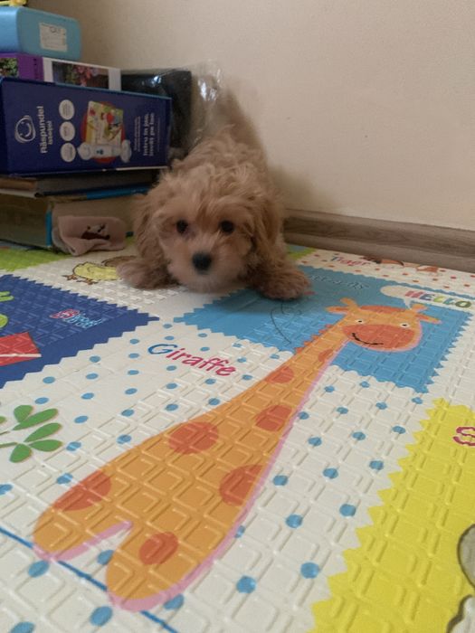 Maltipoo fetita jucausa