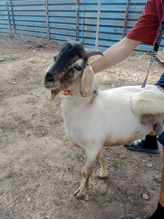 Ешкілер, лақтар, шыбыштар, текелер сатылады...