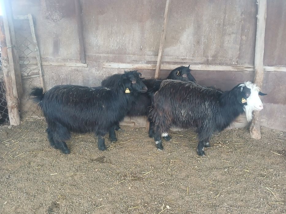 Ешкілер сатылады