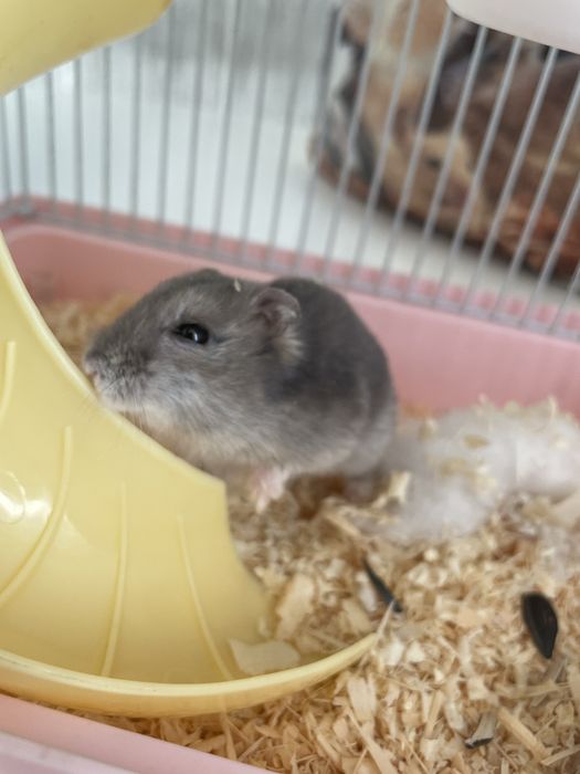 Отдам хомячка….,