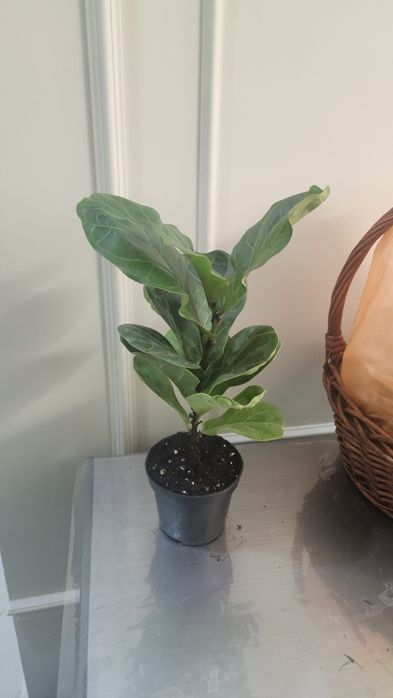 Комнаты цветы от 3500