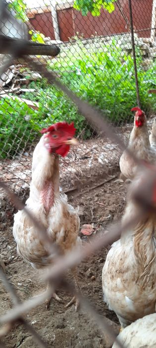 Tovuqlar sotiladi ?Товуклар сотилади