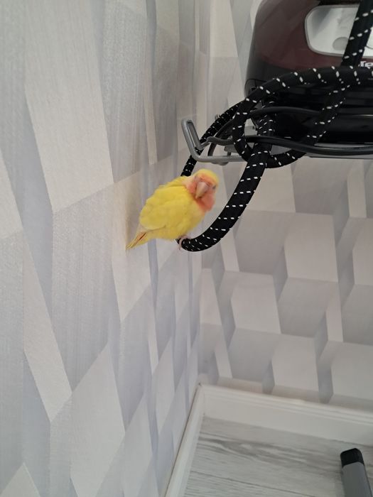 Попугай неразлучник