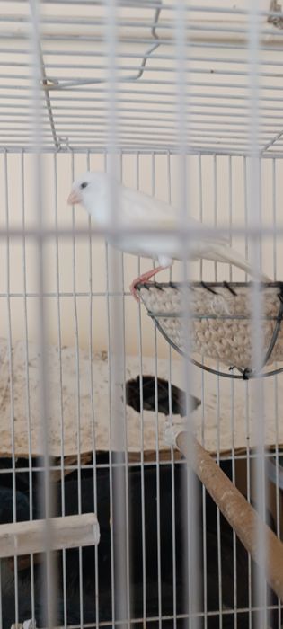 Oq moda kanareyka yirik narsa