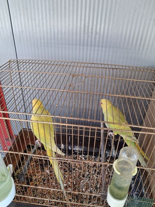 Vând micul Alexandru pereche din 2024