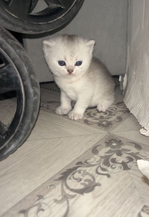 Уральск  котята шотланд