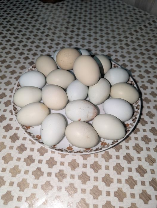 Ouă Aurakana Cocoșite