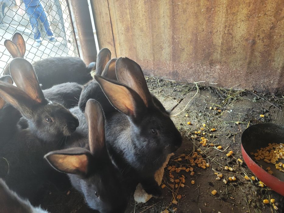 PUI Uriaș German din părinți tatuați