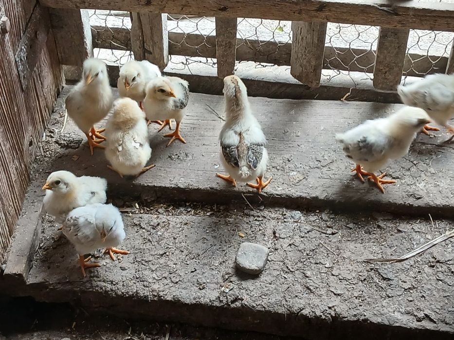 Vând puișori din oua de la găinile din curte!