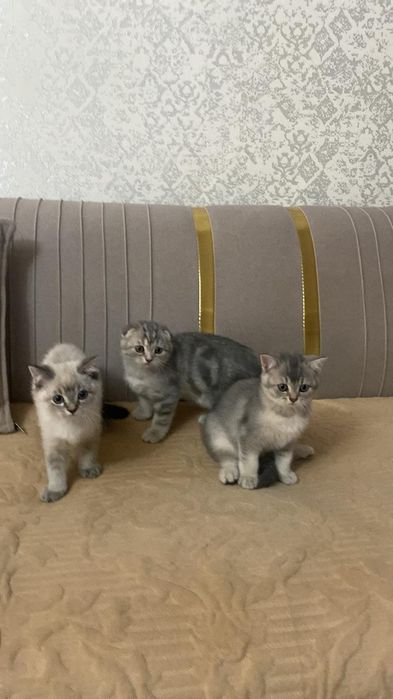 Шотланские котята