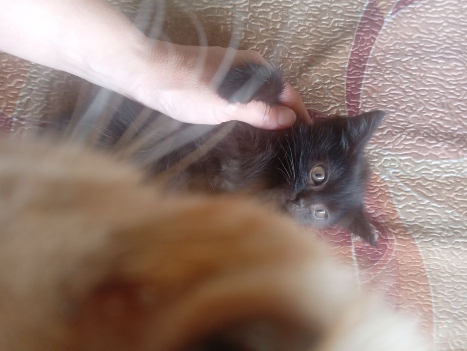 Отдам      котенка