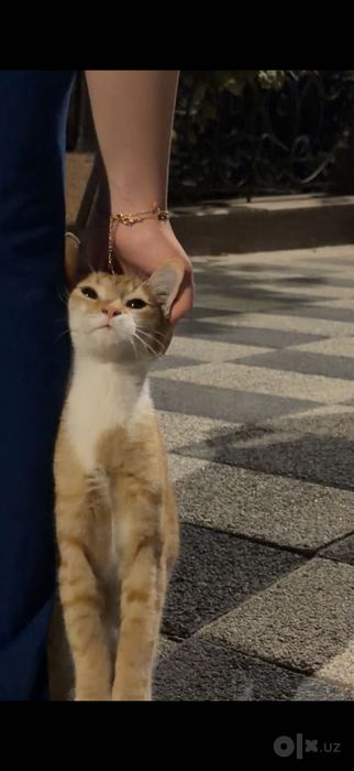 Котенок даром. В хорошие руки
