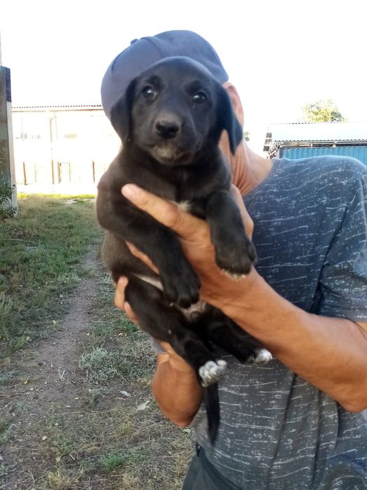 Очаровательные щенки ищут дом Бесплатно !