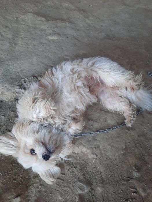 Donez cățel metiș bidon de 1 an jucăuș