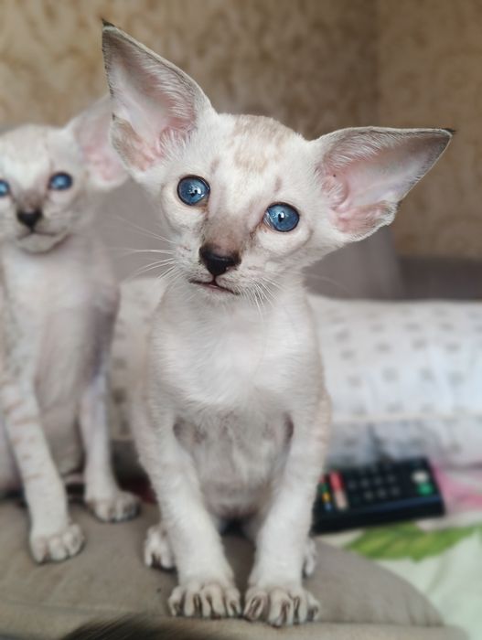 Котята породы Петерболд