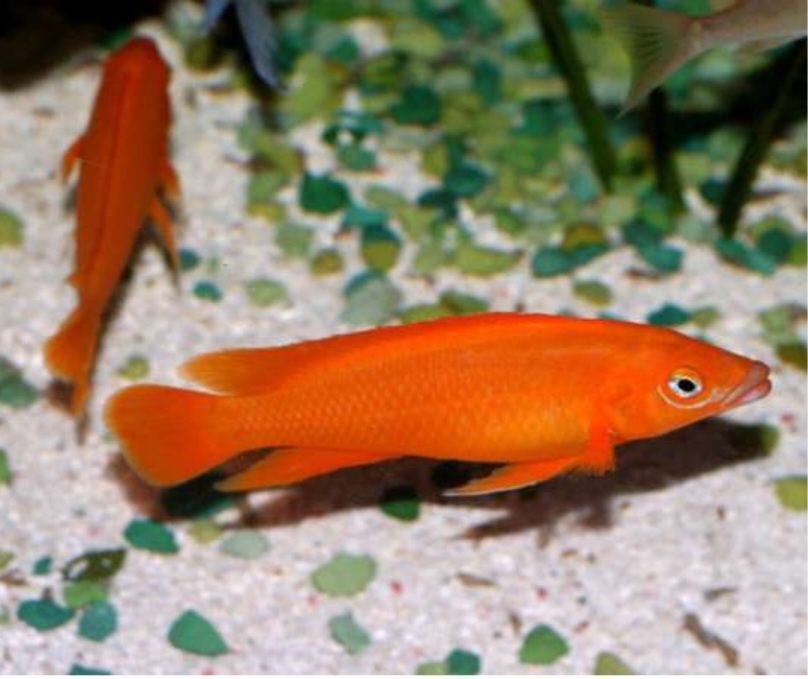 Аквариумни риби африкански цихлиди от езерото Танганика