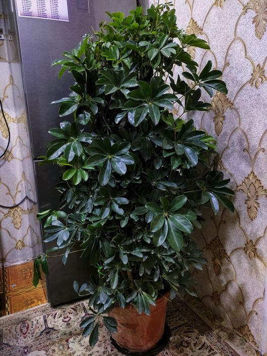 Растения для дома.  Есть доставка