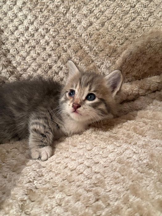 Котята девочки бесплатно