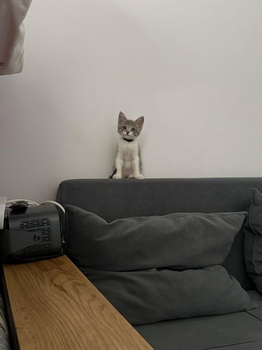 Отдам котят в добрые руки Бесплатно