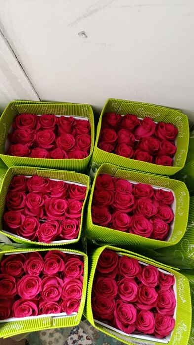 Тулпаны оптом и розы голанский