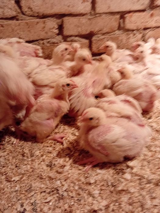 Продаётся цыплят бройлеры