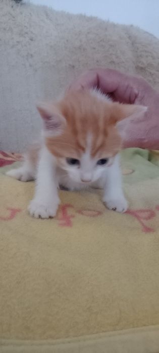 Подаряват се 2 малки котенца