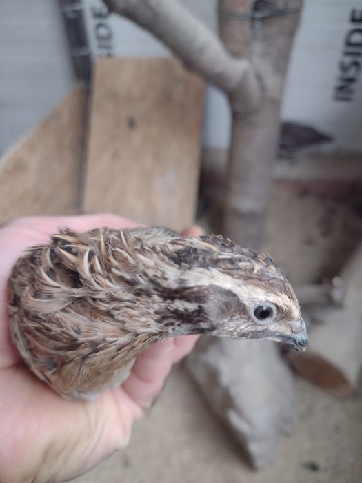 De vânzare fazani pi prepelite