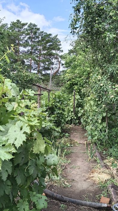 Продам дачу 16соток, город Алга 22 коллектив