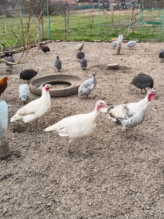 Curci, curcani,bibilici și rațe mute