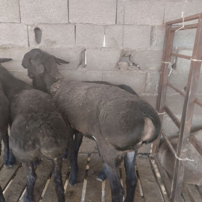 Семіз қошқар сатылады