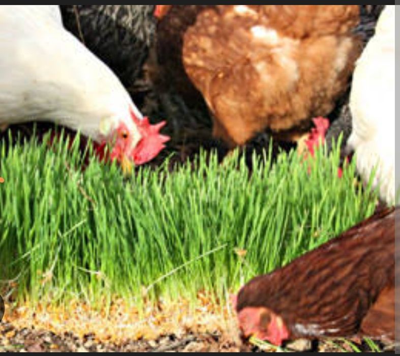 Гидропоник ем. Органик ем.