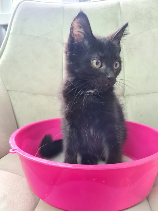 Отдам котёнка в хорошие руки